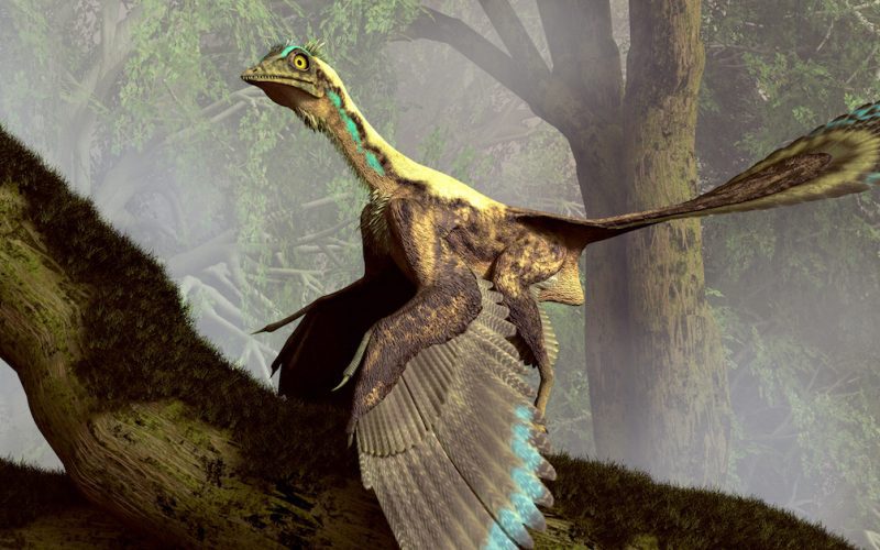 Birdlike Dinosaurs