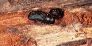 Bark Beetle 