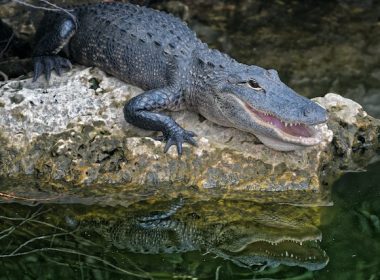 Alligator