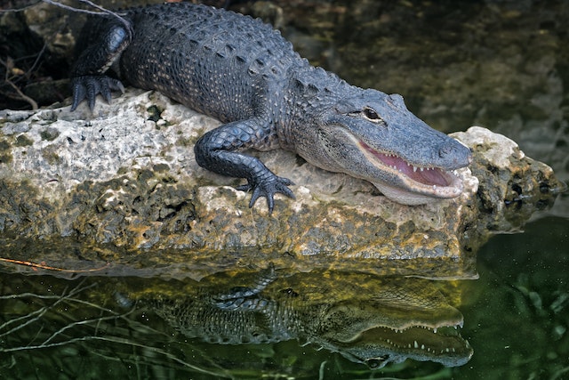 Alligator