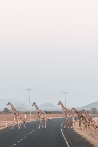 Giraffe