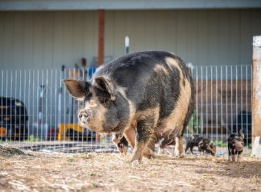 Ear Infection in Pigs