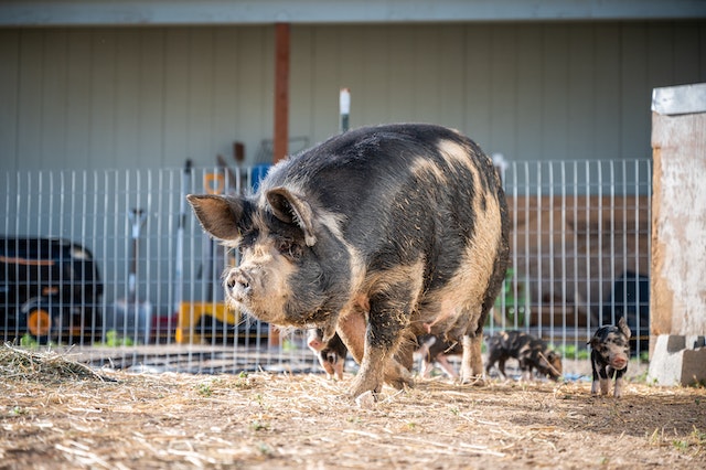 Ear Infection in Pigs