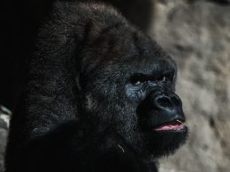 Gorilla