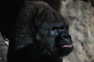 Gorilla