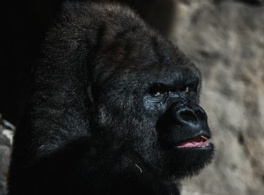 Gorilla