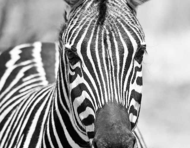 Zebra