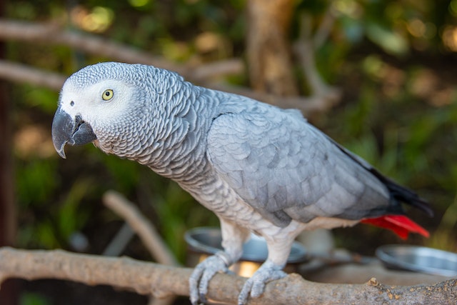 Talkative Birds