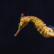 Seahorse