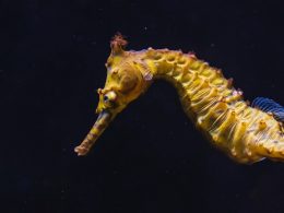 Seahorse