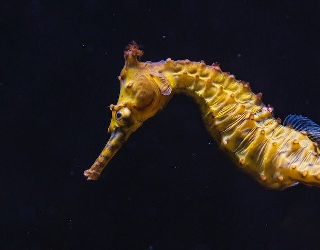 Seahorse