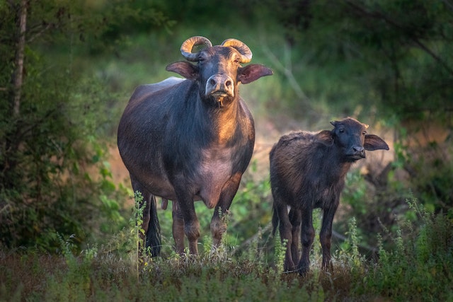 Buffalo