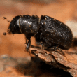 Bark Beetle