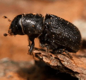 Bark Beetle