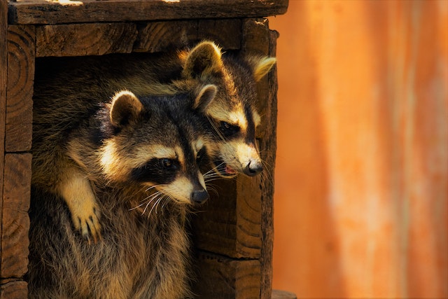 Raccoons