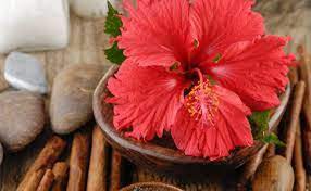 Hibiscus hair benefits