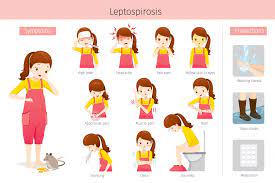 Leptospirosis