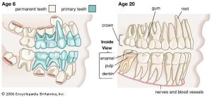 Number of Teeth