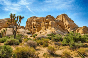 Joshua Tree's Landscape Secrets