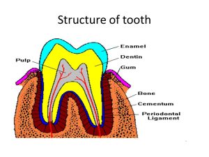 Structure of Teeth