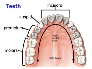 Types of Teeth