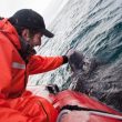 Greenland Shark