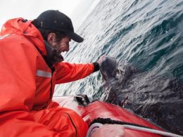 Greenland Shark