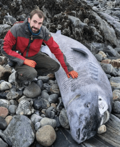 Greenland Shark