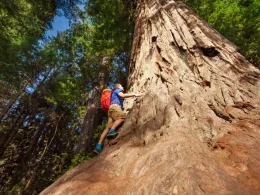 Bliss-Exploring-Deeper-Family-Connections-Redwoods