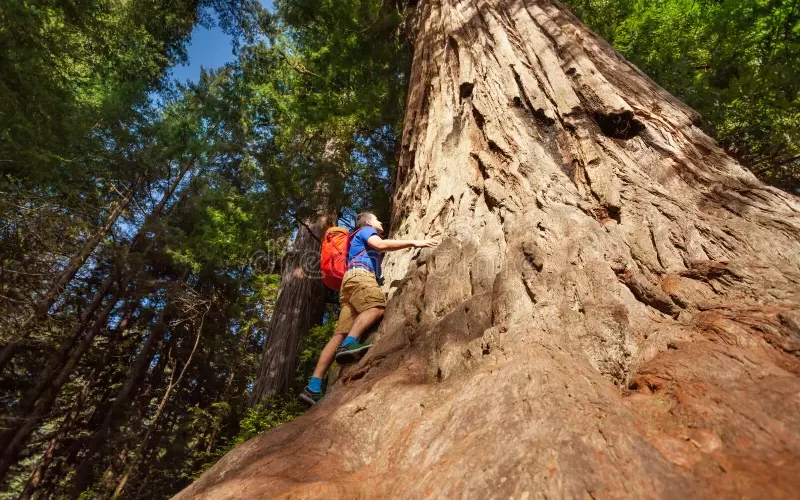 Bliss-Exploring-Deeper-Family-Connections-Redwoods