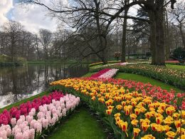 Floral Bliss Crafting Timeless Memories in Keukenhof's Gardens