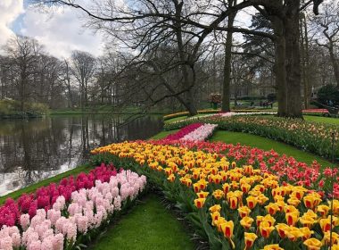 Floral Bliss Crafting Timeless Memories in Keukenhof's Gardens