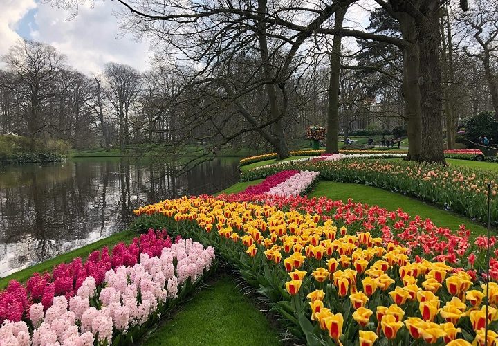 Floral Bliss Crafting Timeless Memories in Keukenhof's Gardens