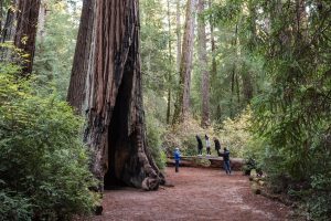 Bliss Exploring Deeper Family Connections Redwoods