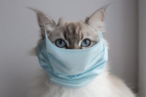 Infections That Pets Can Spread