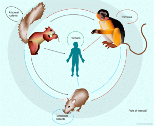 Monkeypox Awareness 