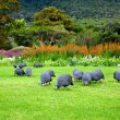 Unveiling the Marvels of Kirstenbosch into Floral Diversity