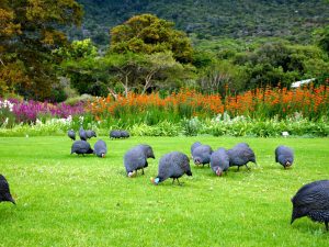 Unveiling the Marvels of Kirstenbosch into Floral Diversity