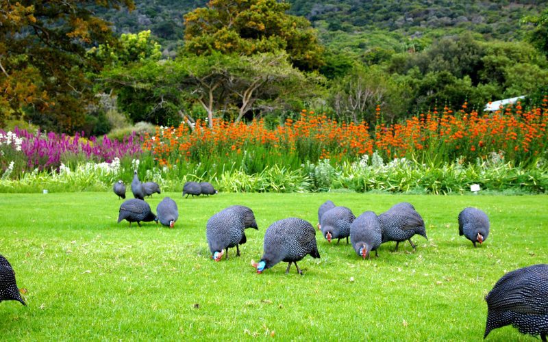 Unveiling the Marvels of Kirstenbosch into Floral Diversity