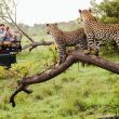 Urban Safari Adventures Explore Cape Town Central Wild Side