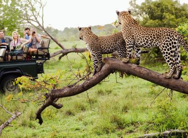 Urban Safari Adventures Explore Cape Town Central Wild Side