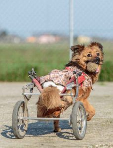 Disabled Animals Recognizing Diversity in the Animal Kingdom