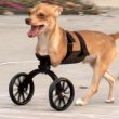 Disabled Animals