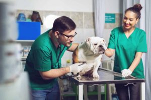 best pet insurance for bulldogs