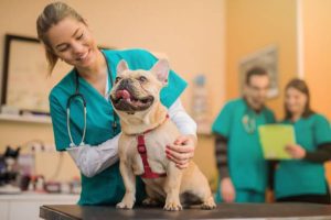 best pet insurance for bulldogs