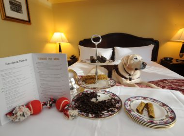 Pet-Friendly-Hotels-in-New-England