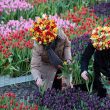 Blooming Tranquility Flower Market Hotel Amsterdam