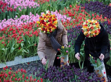 Blooming Tranquility Flower Market Hotel Amsterdam