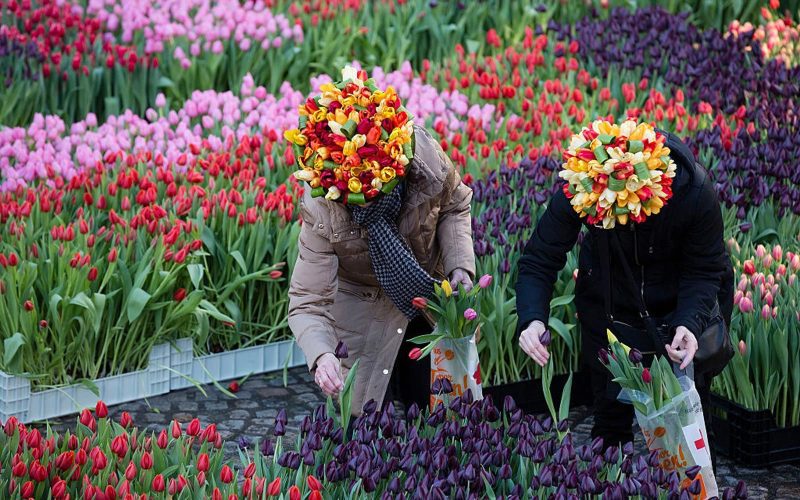 Blooming Tranquility Flower Market Hotel Amsterdam