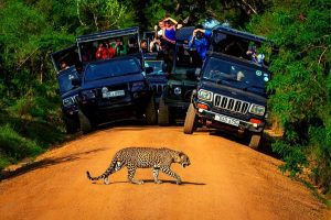 Brazil's Zoo Safari